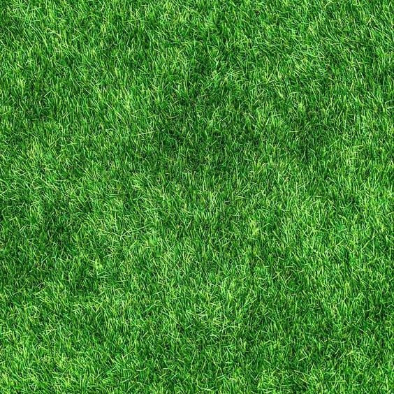 🔥Last Day Promotion 49% OFF🔥🌱2026 Evergreen Dwarf Grass Seed for Four Seasons